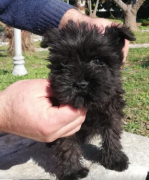 Cuccioli schnauzer nani