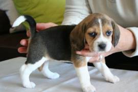 CUCCIOLI BEAGLE TRICOLORE