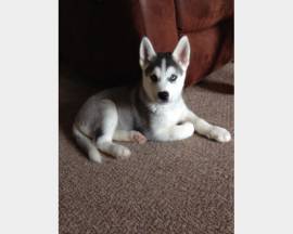  husky siberian