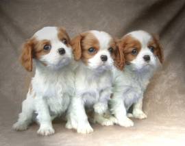 Vendita cucciolo cuccioli di cavalier king