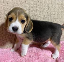 Splendidi Cuccioli di Beagle