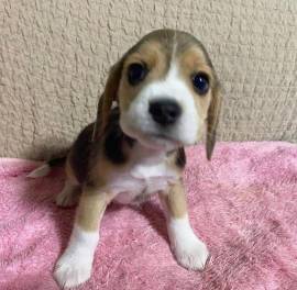 Splendidi Cuccioli di Beagle