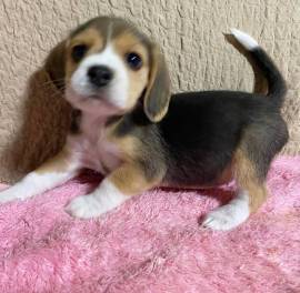 Splendidi Cuccioli di Beagle