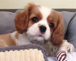 CUCCIOLI DI CAVALIER KING