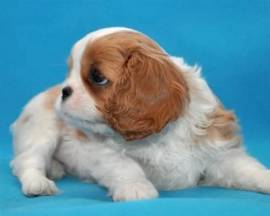 CUCCIOLI DI CAVALIER KING