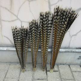 Piume di fagiano Reeves naturali all'ingrosso