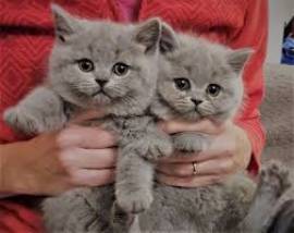 British Shorthair