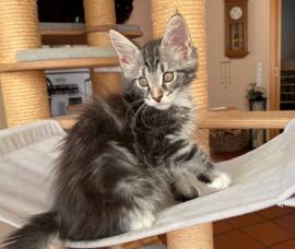 Maine Coon