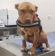Pitbull REDMOON femmina giovane
