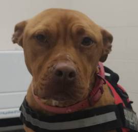 Pitbull REDMOON femmina giovane