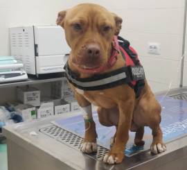 Pitbull REDMOON femmina giovane