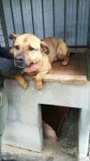 ARGO, bellissimo mix pitbull cerca adozione.