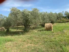 vendita terreno agricolo a barbarano  Romano (VT)