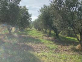 vendita terreno agricolo a barbarano  Romano (VT)