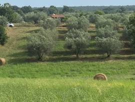 vendita terreno agricolo a barbarano  Romano (VT)