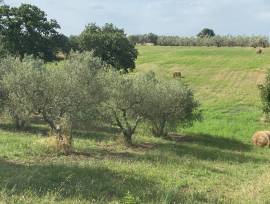 vendita terreno agricolo a barbarano  Romano (VT)