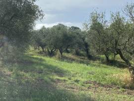 vendita terreno agricolo a barbarano  Romano (VT)