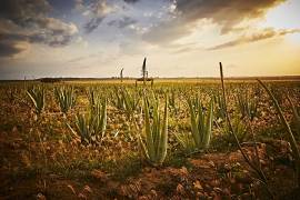 85% di aloe vera in un pratico tubetto: Aloe Vera Gelly