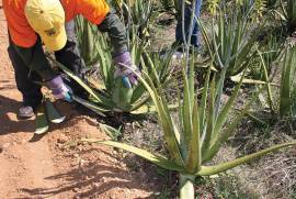 Deodorante stick con Aloe: Aloe Ever-Shield Deodorant 