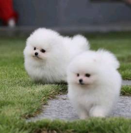 Spitz Pomerania