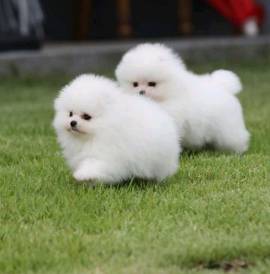 Spitz Pomerania