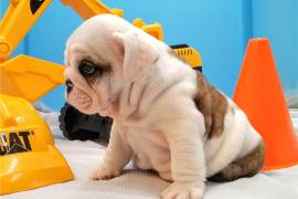 Bulldog inglese femmina bicolore