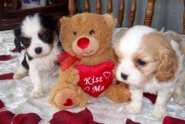 Cavalier king maschio con pedigree