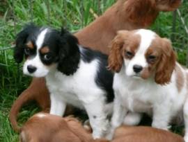 Cavalier king maschio con pedigree