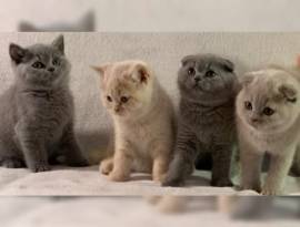 British Shorthair e Scottish Fold