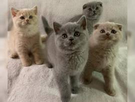 British Shorthair e Scottish Fold