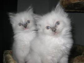 Gattini ragdoll con pedigree