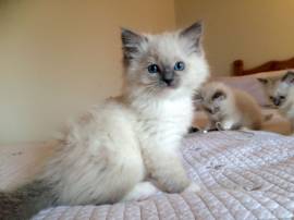 Gattini ragdoll con pedigree