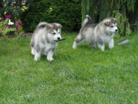 Cuccioli di siberian husky pedigree enci fci