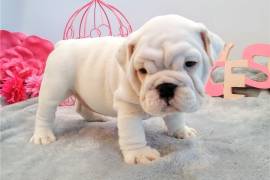 Bulldog inglese