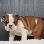 Bulldog inglese