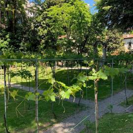 24 aprile – Visita alla Vigna di Leonardo e alla chiesa di San Maurizio con aperitivo finale (MI)