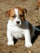 JACK RUSSELL TERRIER CUCCIOLI