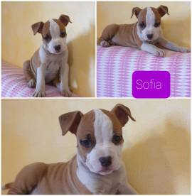 cuccioli di amstaff