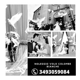 Lancio coreografico volo colombe bianche per matrimonio ed eventi a Napoli, Caserta, e campania