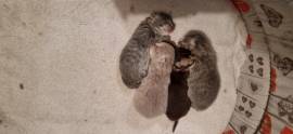 Cuccioli scottish fold e straight 