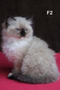 cuccioli RAGDOLL con pedigree ANFI