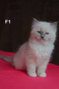 cuccioli RAGDOLL con pedigree ANFI