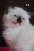 cuccioli RAGDOLL con pedigree ANFI