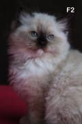 cuccioli RAGDOLL con pedigree ANFI