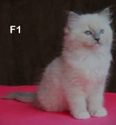 cuccioli RAGDOLL con pedigree ANFI