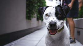 Dog sitter a Lomazzo: il servizio su misura per te e i tuoi animali!
