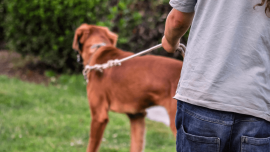 Dog sitter a Lomazzo: il servizio su misura per te e i tuoi animali!