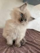 Cucciolo di Ragdoll con pedigree