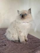 Cucciolo di Ragdoll con pedigree