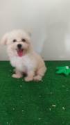 Cuccioli di Maltese